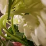 Jewel-Osco - flowers for mother's day - Photo 1