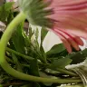 Jewel-Osco - flowers for mother's day - Photo 2