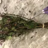 Bunches Direct - bulk floral delivery - Photo 1