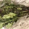 Bunches Direct - bulk floral delivery - Photo 3