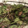 Bunches Direct - bulk floral delivery - Photo 5