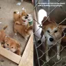 Bamboo and Shibas - unhealthy and poorly raised shibas - do not support this business - Photo 1