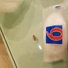 Motel 6 - cockroaches - Photo 1