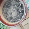 Dollar Tree - perennial bulbs flowers - Photo 1