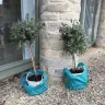 Gardening Express - Pair of lavender trees