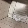 Tim Hortons - the state of the toilets facilities - Photo 4