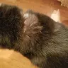 PetSmart - grooming - Photo 2