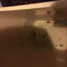 Americas Best Value Inn - bed bugs and dead insects in rooms - Photo 2