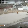 Ahmedabad Municipal Corporation [AMC] - dog catching - Photo 1