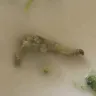 Kroger - kroger broccoli florets - Photo 1