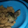 Pick n Pay - pnp adult cat food - Photo 1