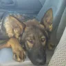 Câine de Lup -Pet Breeder in Georgia - inherited congenital megaesophagus puppy