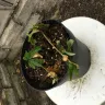 Gardening Express - Helleborus "winter bells"