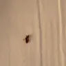 Sandals Resorts - bed bug infestation - Photo 3