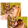 Wild Tafari - savannah kitten never received/money not returned - Photo 1