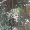 Georgia Power - tree trimming for power lines - Photo 2