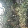 Georgia Power - tree trimming for power lines - Photo 1