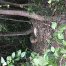 Asplundh Tree Expert - guys trimming the right of way in my backyard making a mess - Photo 2