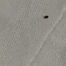 Americas Best Value Inn - bed bugs