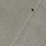 Americas Best Value Inn - bed bugs