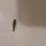 Americas Best Value Inn - bed bugs - Photo 4