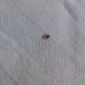 Americas Best Value Inn - bed bugs