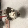 Dairy Queen - brownie oreo cupfection - Photo 1