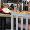 Chick-fil-A - dogs allowed in restaurant - Photo 2