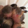 Banfield Pet Hospital - banfield rip off - Photo 1