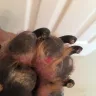 Banfield Pet Hospital - banfield rip off - Photo 4