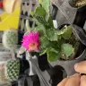 Canadian Tire - cactus and succulents
