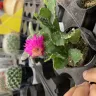 Canadian Tire - cactus and succulents - Photo 2