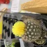 Canadian Tire - cactus and succulents