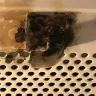 Frigidaire - microwave - Photo 2