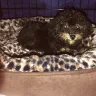Karen Phillips - toy poodle - Photo 1