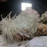 Petco - live saltwater animal purchase - Photo 1