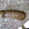 Samsung - (refrigerator) regarding your samsung product complaint (samsung rt28m3743ut/nl, bearing serial # 0ab54zak300105l) - Photo 5