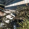Gardening Express - Received dead plants