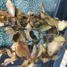 Gardening Express - Received dead plants - Photo 6