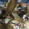 Gardening Express - Received dead plants - Photo 1