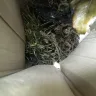 Gardening Express - Received dead plants - Photo 2