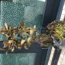 Gardening Express - Received dead plants - Photo 8