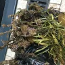 Gardening Express - Received dead plants - Photo 7