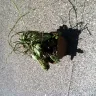 Wholesale Nursery Company - plants received were not plants ordered - Photo 1