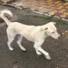 Ahmedabad Municipal Corporation [AMC] - dog nutions in our society