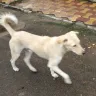Ahmedabad Municipal Corporation [AMC] - dog nutions in our society - Photo 1