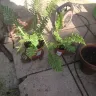 Gardening Express - Really damaged plants was damaged in postage didn't want to help - Photo 1