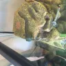 BackwaterReptiles.com - cumberland turtles - Photo 1