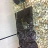 BackwaterReptiles.com - cumberland turtles - Photo 2
