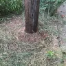 Georgia Power - Landscape damage at utility pole - Photo 8